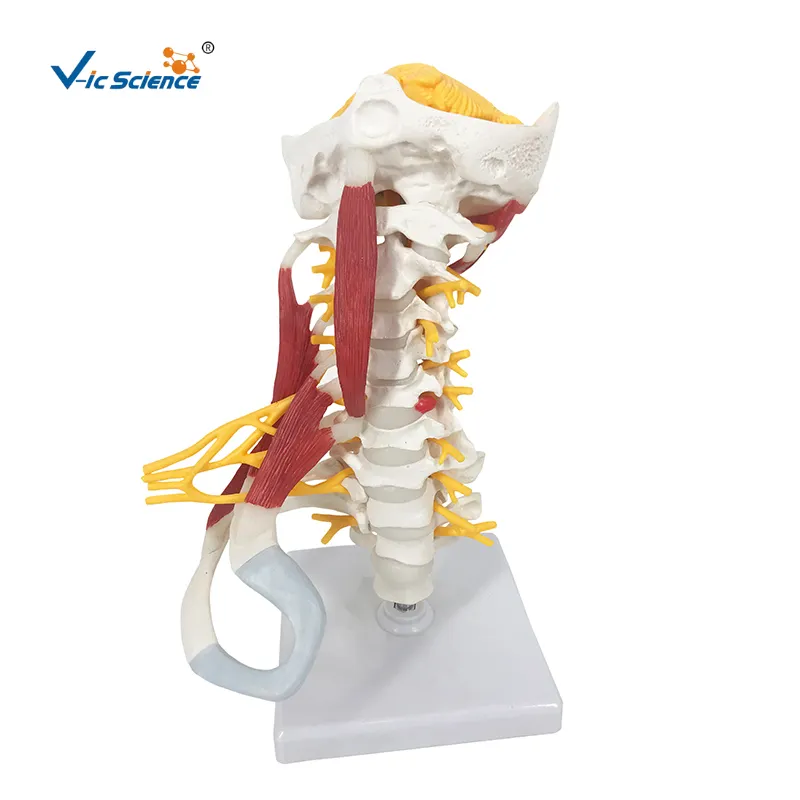 Modello di anatomia cervicale muscolosa Deluxe modello anatomico della colonna vertebrale del nervo spinale modello anatomico