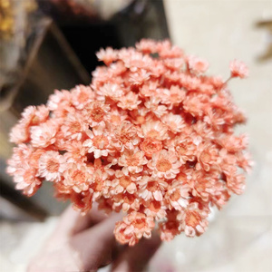 Proveedor Mayorista de Yunnan, Flores Secas Naturales Brasileñas, Mini Margaritas Secas para Manualidades, Personalizadas para el Día de la Madre, San Valentín, Pascua, Floristería - Product Image 2
