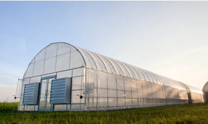 Venta directa de fábrica, invernadero barato, invernadero de túnel de un solo tramo utilizado para tomate y fresa - Product Image 6