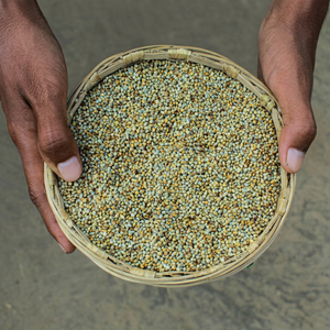 indian millet ingredient supply - Product Image 1