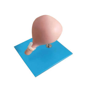 Gd/FT33C Algemene Arts Cervicale Besnijdenis Model Voor Cervicale Cerclage Training - Product Image 1