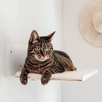 Indoor Easy Install Cat Wand Barsch Möbel Cat Hängematten bett Stahl Cat Leiter Treppen