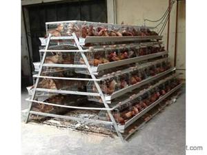 Gia cầm Thiết Bị một loại hai lớp gà lồng với hệ thống tự động - Product Image 5
