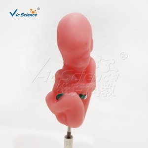 Modelo de Contraste de Feto Saludable vs. Feto Fumador para Educación Obstétrica Hospitalaria CE/ISO/ROHS/CNAS - Product Image 3