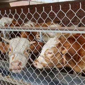 Hàng Rào Liên Kết Trang Trại Úc, Chống Ăn Mòn Và Bảo Vệ Môi Trường, Dễ Lắp Đặt - Product Image 5