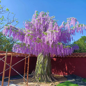 Arbre de glycine artificiel, feuillage complet, arbre à fleurs réaliste, sans entretien, pour décoration intérieure et extérieure - Product Image 2