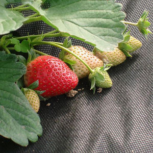 Tissu non tissé en polypropylène 100% PP imperméable et respirant pour l'agriculture, les <span class=keywords><strong>serres</strong></span> de légumes, pour le contrôle des mauvaises herbes - Product Image 6