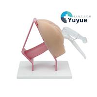Modèle d'examen gynécologique, modèle de démonstration de l'utérus et du col de l'utérus avec spéculum pour l'enseignement et la formation