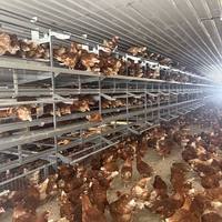 Système de cages automatiques de type H pour l'élevage de poules pondeuses, aviculture moderne et équipée