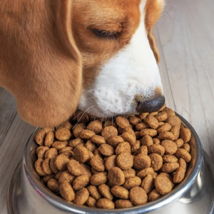 Extrusora de Tornillo Seco en Nueva Condición para Picar Carne para Alimento de Mascotas, Procesamiento de Croquetas para Perros, Acero Inoxidable 304, Capacidad de 100 kg/h-3T Incluida - Product Image 2