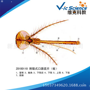 Slide of piercing-sucking mouthparts (mosquito), phylum Arthropoda, animal and plant section specimen, for <b>microscope</b> use. - Product Image 3
