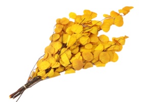 Conservato fiore eterno foglia di mela foglia di eucalipto Bouquet decorazione per la casa per eterno tocco naturale di lunga durata 3-5 anni - Product Image 4