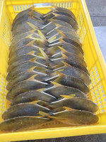 Pompano doré congelé Pomfret poisson Golden Pomfret WR
