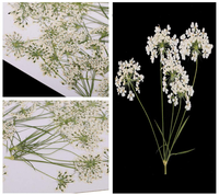 Natuurlijke Gypsophila Gedroogde Bloemen DIY Echte Gedroogde Bloemen Natuurlijke Droge Bloemen voor Nagelstickers Nageldecoratie