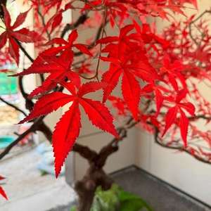 Grand Arbre Artificiel <span class=keywords><strong>d</strong></span>'Érable Rouge pour Centre Commercial et Hôtel, Plante Artificielle <span class=keywords><strong>d</strong></span>'<span class=keywords><strong>Intérieur</strong></span> et <span class=keywords><strong>d</strong></span>'Extérieur sur Pied - Product Image 6