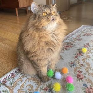 RIMOBUL 20 pièces, boules en pompon scintillantes de 1,5 pouce, jouets ronds et doux pour chat, utilisation en intérieur, vente chaude - Product Image 5