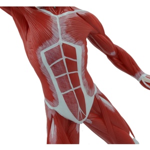 Modelo anómico personalizado, muestra los músculos superficial del <span class=keywords><strong>cuerpo</strong></span> <span class=keywords><strong>humano</strong></span> - Product Image 4