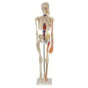 Skeleton Model Educational PVC 85 Cm Plastic Human Skeleton With Nerves Model Teaching Model Anatomy Model