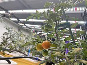 Sistema Hidropónico Vertical de Alta Calidad con Bomba, Circulación de Agua Automatizada, Canasta de Plástico para Cultivo de Tomates - Product Image 2