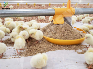 Modern Full-Automatic <strong>Chicken</strong> Broiler Floor Flat <strong>Raising</strong> Equipment Poultry Farming <strong>Chicken</strong> <strong>Feed</strong> Feeding Equipment - Product Image 6