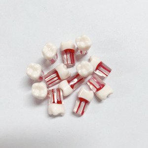 Model saluran akar gigi dengan ruang bubur kayu-Model gigi endodontik merah untuk latihan dan pelatihan - Product Image 2