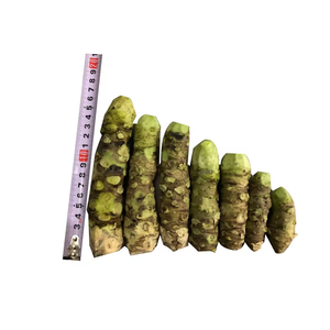 Shan Kui Gen Técnica Seca Natural Eutrema Fresco Japonicum Japonês Rábano/Wasabi Raiz para Condimento Pungente - Product Image 4