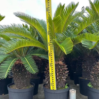 Palmier Cycas Premium Grand Format Direct Usine, Plantes Vives, Palmier Sago à Feuilles Perpétuelles, Fournisseur de Plantes Ornementales, Plantes de Paysage