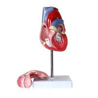 Modèle d'anatomie du cœur humain de haute qualité en 2 parties, taille réelle, pour l'enseignement médical