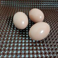 Nouvelles tapis de nidification lavables en paille plastique pour poulaillers, litière pour poules, boîtes de nidification pour poulaillers, tapis de protection réutilisable pour les œufs