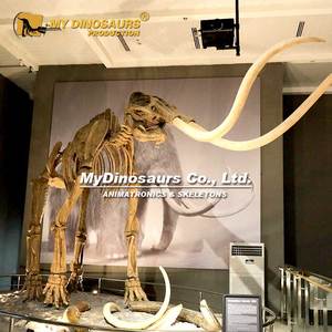 MY DINO Fossile d'animal de l'ère glaciaire, squelette de mamouth, exposition du Musée National, à vendre - Product Image 2