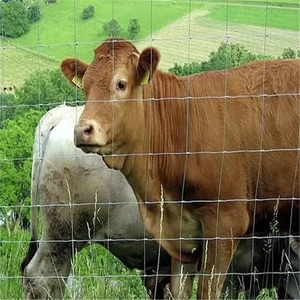 Cerca de alambre de granja galvanizada sumergida en caliente de alta calidad <span class=keywords><strong>para</strong></span> cercado de pastizales de campo agrícola de ovejas y <span class=keywords><strong>cabras</strong></span> - Product Image 6