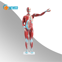 Modèle anatomique du corps humain complet de 80 cm pour l'enseignement des sciences médicales, avec 27 parties, structure musculaire, certifié CE/ISO