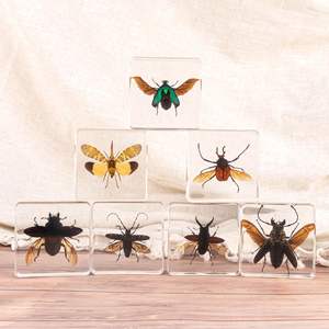 Espécimen de Mariposa Real en Resina, Artesanía Artística, Decoración, Regalo, Recuerdo, Adorno Creativo - Product Image 3