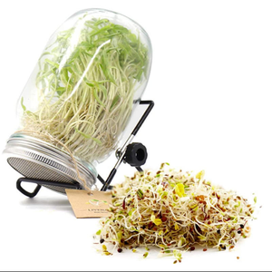 Kit de Germinación de Semillas en <span class=keywords><strong>Frasco</strong></span> Mason de 32oz/1000ml con Tapas de Acero Inoxidable, Estante Plegable y Bandeja para Germinación de Semillas - Product Image 2