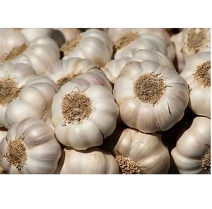 <b>Fresh</b> <b>Garlic</b> Premium Quality Natural Farm <b>Fresh</b> <b>Garlic</b> Bulbs Export Grade Cooking Spice Ingredient Wholesale Supply - Product Image 2