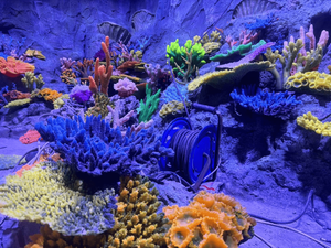 Koraalrif <span class=keywords><strong>aquarium</strong></span> nep-koralen voor aquaria - Product Image 6