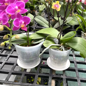 Vente en gros, Pot de fleur d'orchidée en plastique Transparent, Pot en filet, panier de plantation de semis succulentes avec colonne d'air et trou - Product Image 2