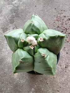 [Astrophytum myriostigma] Cactus Gorro de Obispo, Suculenta Viva sin Espinas, Resistente a la Sequía, Especímenes de Plantas Raras - Product Image 3