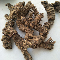 Xie Cao Gen Bulk Tisane de racine de valériane séchée aux herbes chinoises Thé de racine de valériane