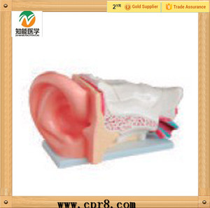BIX-A1050 médico nuevo estilo humano gran oreja modelo anatómico - Product Image 4