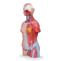 Mannequin de Torse Anatomique Médical Éducatif de 45 cm, 23 Pièces, Matériel Personnalisable, Démonstration Éducative, OEM