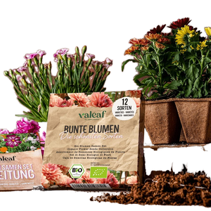 <span class=keywords><strong>ชุด</strong></span>ดอกบลูเมนซาเมนปลูกพืชแบบพรีเมี่ยม12แบบสำหรับบ้านและสวนพร้อมกึ่ง Di Fiori Di Campo สินค้ายอดนิยม - Product Image 1