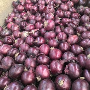 Exportation d'oignons rouges frais de haute qualité, d'oignons jaunes, d'oignons bruns, d'oignons blancs, d'oignons doux, <span class=keywords><strong>prix</strong></span> de gros - Product Image 2