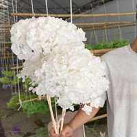 Grandes feuilles d'hortensia préservées roses et blanches, souples et durables, fleurs éternelles de 3 à 5 ans pour la décoration de mariage et de la maison, en gros