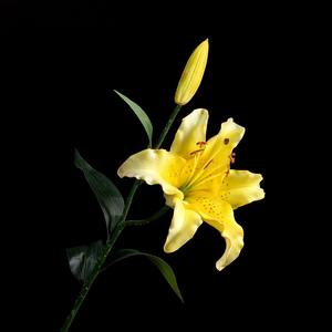 KEWEI T670 Prix de gros Real Touch Lily <span class=keywords><strong>Fleurs</strong></span> <span class=keywords><strong>artificielles</strong></span> <span class=keywords><strong>Achat</strong></span> en gros pour les centres de table de fête - Product Image 4