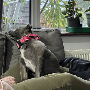 <span class=keywords><strong>Collar</strong></span> Táctico Premium para Perro con Hebilla de Metal Resistente de Nailon de <span class=keywords><strong>2</strong></span> Pulgadas de Ancho (4cm/5cm), Ajustable, de Neopreno Cómodo, con Asa - Product Image 5