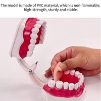 Grands modèles anatomiques dentaires 6x, modèle de dents pour l'hygiène buccale, pour l'enseignement dentaire, en PVC