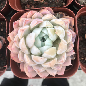 Suculentas Azules, <span class=keywords><strong>Echeveria</strong></span> de 2.8 Pulgadas, Planta de Interior, Venta al por Mayor para Viveros - Product Image 2