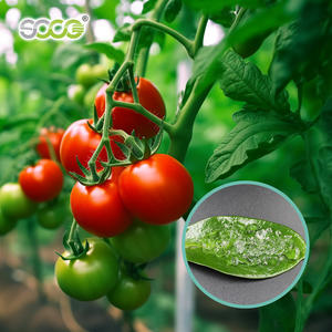 Poliacrilato de Potasio Matière Première Soco para Agricultura, para Árboles de Mango, para Plantación - Product Image 2