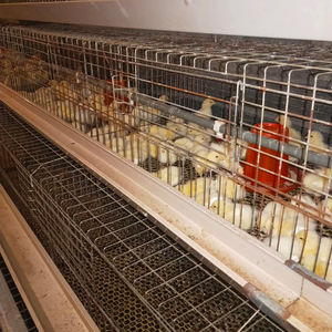 Haute qualité 2.0mm d'épaisseur H Type poulet couche d'isolation Cage petit <span class=keywords><strong>poulailler</strong></span> fabriqué en Chine pour un usage agricole - Product Image 6